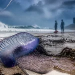 Flotteur bleu de physalies pays basque sur la plage